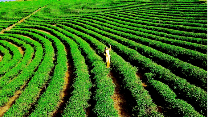 Lâm Đồng có nhiều tiềm năng để trở thành trung tâm trà của thế giới